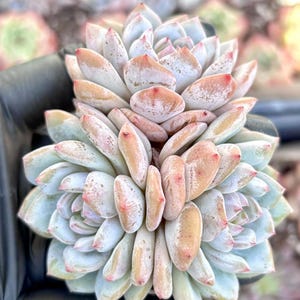 Echeveria Star Orange | Live Succulent Plant | Korean Succulent | Rare Imported Echeveria | Imported Plants