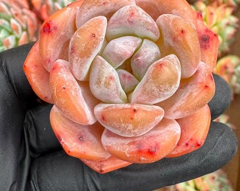 Echeveria Bao Bao | Rare Imported Succulent | Collector’s Succulent