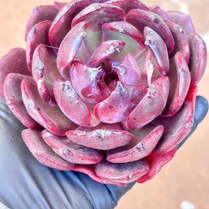 Echeveria Xuan Wu | Live Succulent Plant | Korean Succulent | Rare Imported Echeveria | Imported Plants