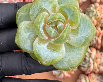 Echeveria Snow Spirit | Rare Imported Succulent | Collector’s Succulent