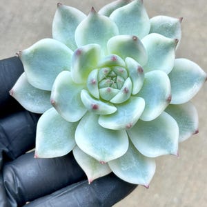 Echeveria Chihuahuaensis aurea variegated | Live Succulent Plant | Imported Plants |  Imported Echeveria