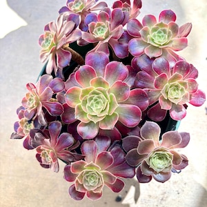 Aeonium Chocolate Sauce | Live Succulent Plant | Korean Succulent | Rare Imported Echeveria | Imported Plants