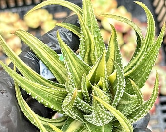 Variegated Haworthia Attenuata | Rare Korean Succulent (Live Plant)