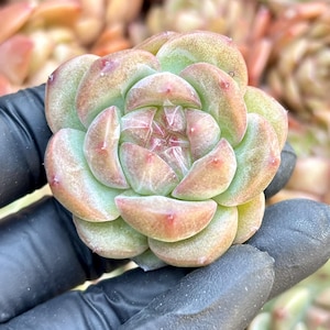 Echeveria Puff | Live Succulent Plant | Echeveria Cluster | Rare Imported Echeveria | Imported Plants