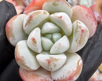 Echeveria Ice Jade Bundle 5pcs | Rare Imported Succulent | Collector’s Succulent