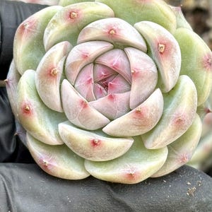 Echeveria White Night | Live Succulent Plant | Korean Succulent | Rare Imported Echeveria | Imported Plants