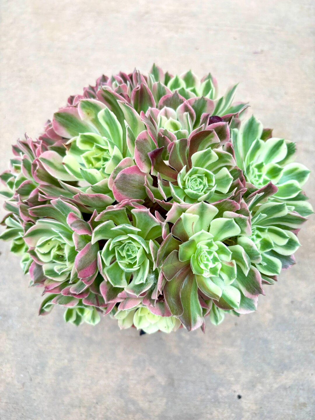 20=ÉNORME LOT TRONÇONS plante aéonium sans racine crassulas divers +MISèRE rouge EUR 36,00 - FR