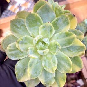 Echeveria Falling Cherry Variegated | Live Succulent Plant | Imported Plants |  Imported Echeveria
