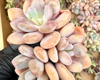 Echeveria Sandwich | Rare Imported Succulent | Collector’s Succulent