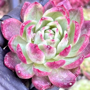Echeveria Crystal Jenny Variegated | Live Succulent Plant | Korean Succulent | Rare Imported Echeveria | Imported Plants