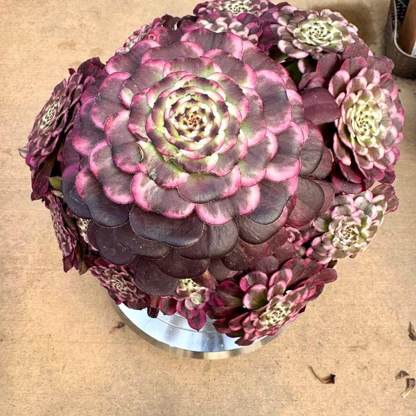 Variegated Aeonium Schnauzer | Rare Imported Succulent (~13")