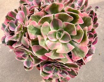 Variegated Aeonium Pink Witch | Rare Imported Succulent | Collector’s Succulent
