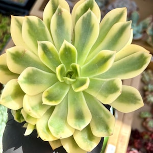 Echeveria Golden Jubilee Variegated | Live Succulent Plant | Echeveria Cluster | Rare Imported Echeveria | Imported Plants
