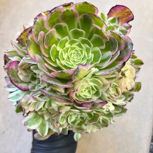 Aeonium Yuzi Variegated Lollipop | Live Succulent Plant | Korean Succulent | Rare Imported Aeonium | Imported Plants