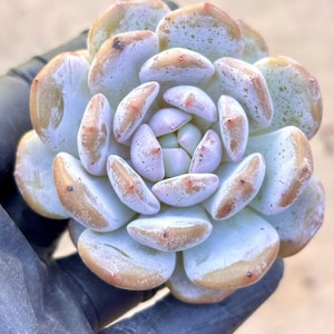 Echeveria Snow Hibiscus | Live Succulent Plant | Korean Succulent | Rare Imported Echeveria | Imported Plants