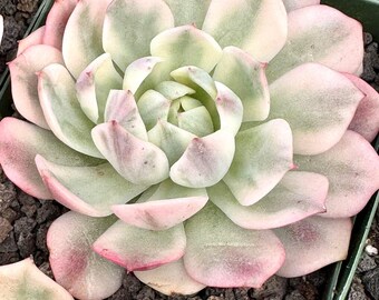 Echeveria Crystal Variegated | Rare Imported Succulent | Collector Succulent