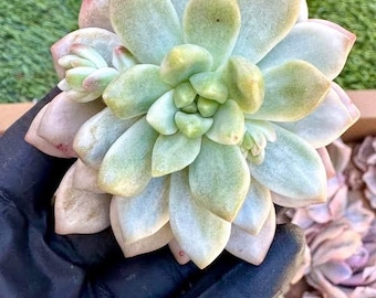Echeveria Chanel Variegated | Rare Imported Succulent | Collector Succulent