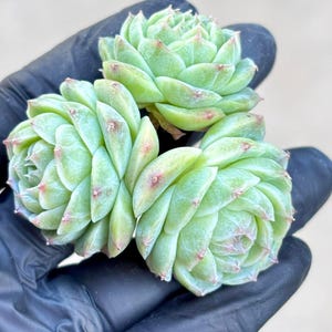 Echeveria Ocean Mystery |  Live Succulent Plant | Korean Succulent | Rare Imported Echeveria | Imported Plants
