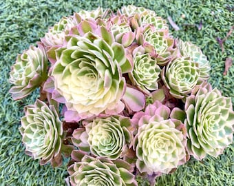 Variegated Aeonium Sea King  | Rare Imported Succulent | Collector’s Succulent