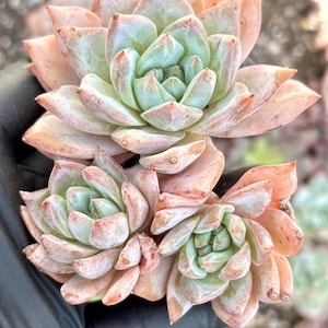 Echeveria Pink Blue Bird | Live Succulent Plant | Korean Succulent | Rare Imported Echeveria | Imported Plants