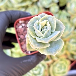 Echeveria Lovely Rose Variegated | Live Succulent Plant | Echeveria Cluster | Rare Imported Echeveria | Imported Plants