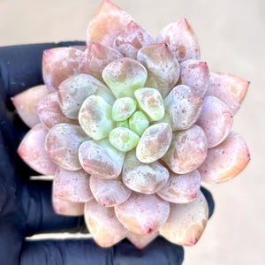 Echeveria Midsummer | Live Succulent Plant | Korean Succulent | Rare Imported Echeveria | Imported Plants