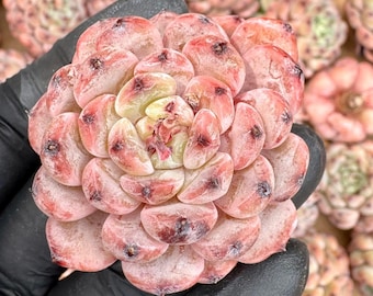 Echeveria Snow Claw | Rare Imported Succulent | Collector’s Succulent