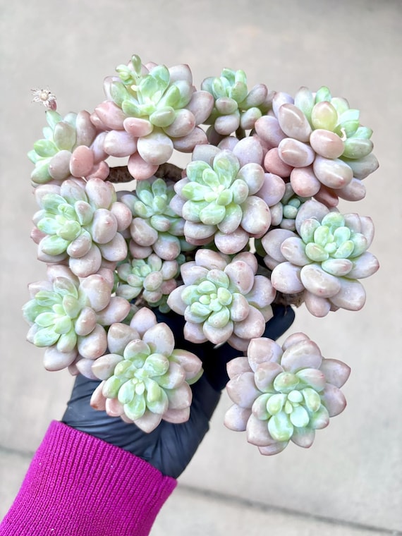 Echeveria Caviar | Live Succulent Plant | Imported Plants