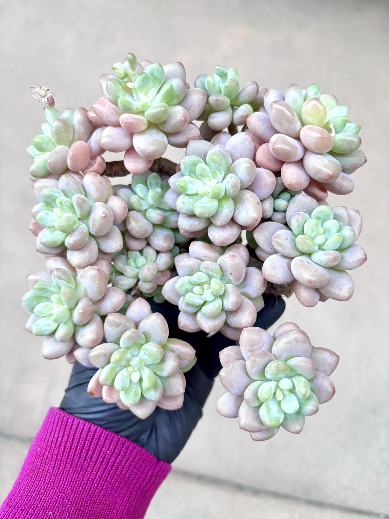 Echeveria Caviar | Live Succulent Plant | Imported Plants | Imported Echeveria
