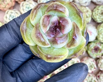Echeveria Ghost Princess | Rare Imported Succulent | Collector’s Succulent