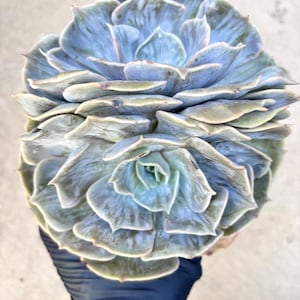 Echeveria Lilacina Marble  | Live Succulent Plant | Korean Succulent | Rare Imported Echeveria | Imported Plants
