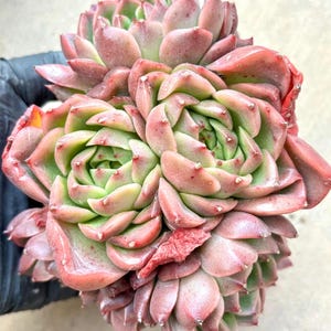 Echeveria Raw Lime  | Live Succulent Plant | Echeveria Cluster | Rare Imported Echeveria | Imported Plants
