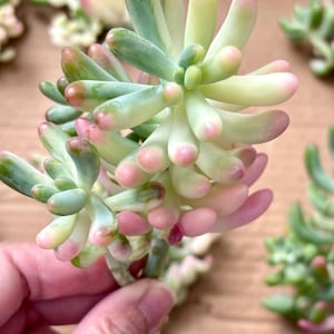 Sedum Pachyphylumm Rose Variegated | Live Succulent Plant | Korean Succulent | Rare Imported Echeveria | Imported Plants