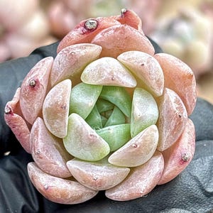 Echeveria Ice Spirit | Live Succulent Plant | Korean Succulent | Variegated Pachyveria | Imported Plants | Echeveria Clusters