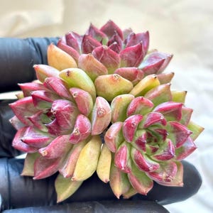 Echeveria Cherries | Live Succulent Plant | Korean Succulent | Variegated Echeveria | Imported Plants
