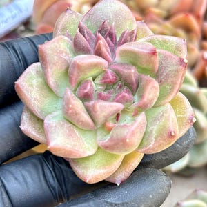 Echeveria Plum | Live Succulent Plant | Echeveria Cluster | Rare Imported Echeveria | Imported Plants