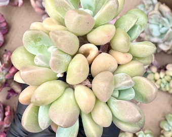 Echeveria Purple Taro | Rare Imported Succulent | Collector’s Succulent