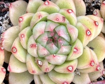 Echeveria Jenny Botan | Live Succulent Plant | Korean Succulent