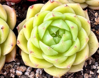 Echeveria Yorkshire | Rare Imported Succulent | Collector’s Succulent