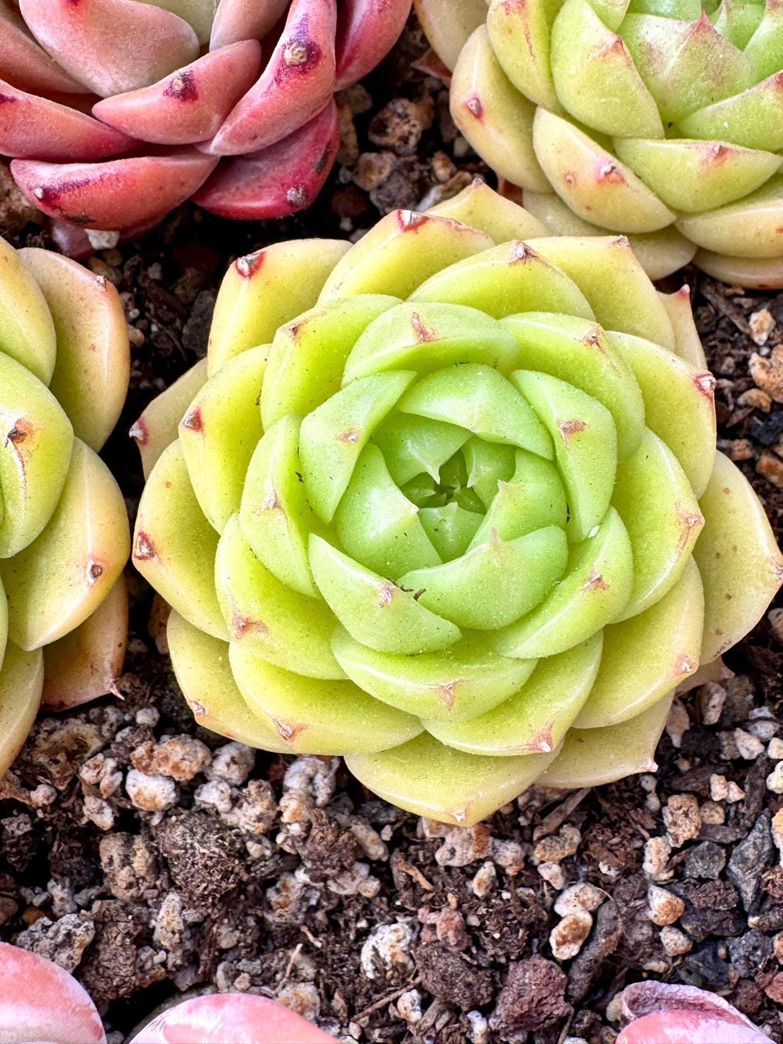 Echeveria Yorkshire | Rare Imported Succulent | Collector
