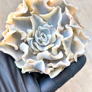 Echeveria Liberia Variegated | Live Succulent Plant | Echeveria Cluster | Rare Imported Echeveria | Imported Plants