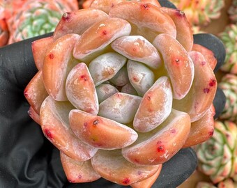 Echeveria Peach Coral | Rare Imported Succulent | Collector’s Succulent