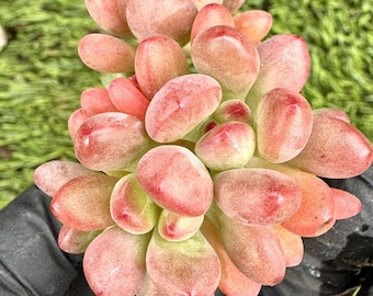 azalea house plant Azalea Floramore White in Trade Gallon