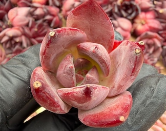 Echeveria Sugar Card Bundle 5pcs | Rare Imported Succulent | Collector’s Succulent