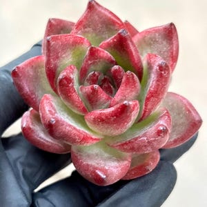Echeveria Robin  | Live Succulent Plant | Korean Succulent | Rare Imported Echeveria | Imported Plants