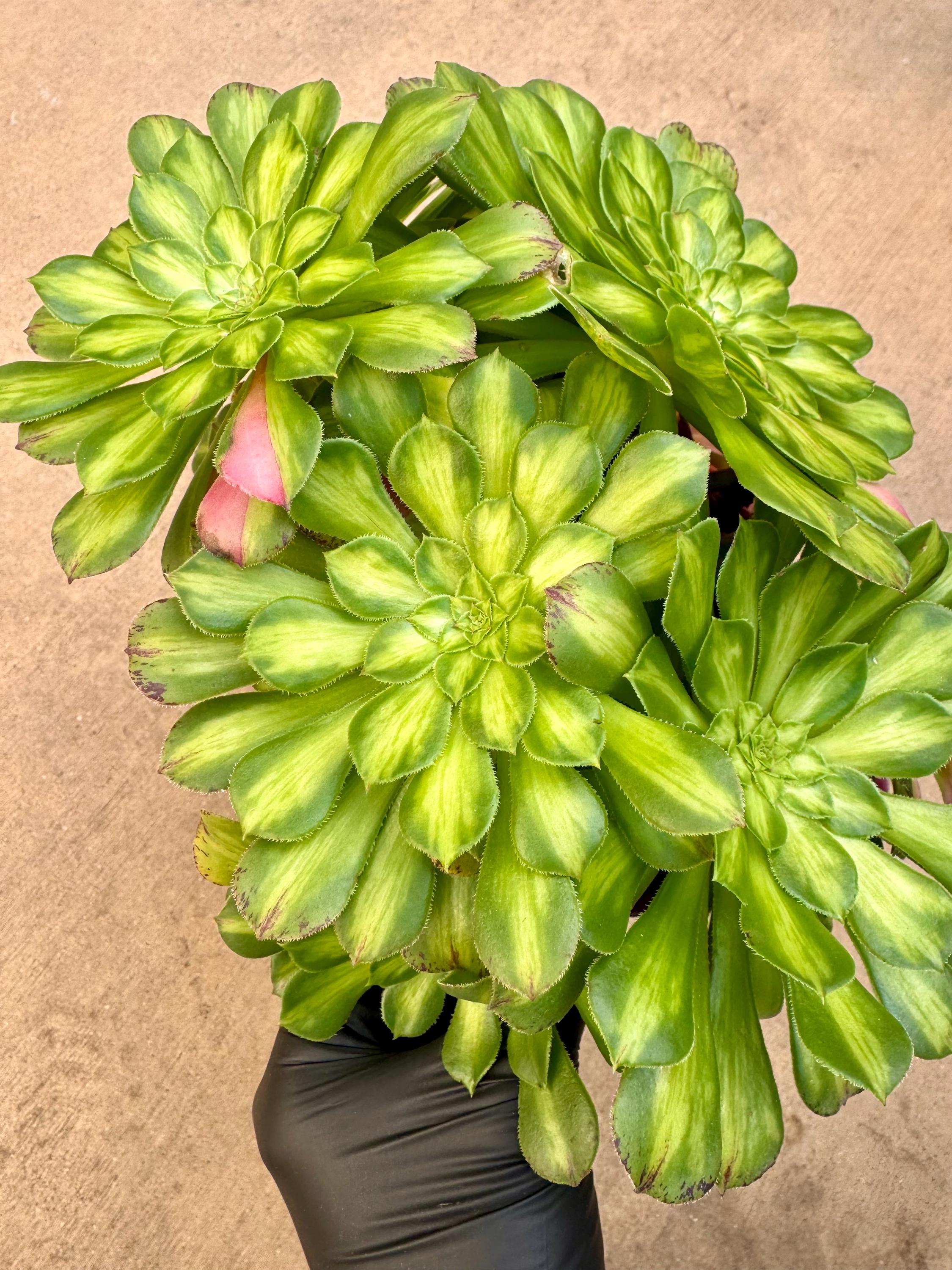 Aeonium Ultra Variegated | Live Succulent Plant | Korean Succulent | Rare  Imported Aeonium | Imported Plants - Etsy