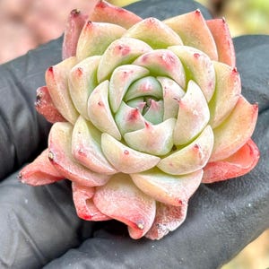 Echeveria Pink Quartz | Live Succulent Plant | Imported Plants |  Imported Echeveria