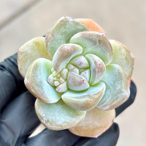 Echeveria Eve Snow | Live Succulent Plant | Korean Succulent | Variegated Echeveria | Imported Plants