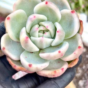 Echeveria Champagne Variegated | Live Succulent Plant | Imported Plants |  Echeveria variegated