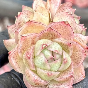 Echeveria Soda  | Live Succulent Plant | Korean Succulent | Rare Imported Echeveria | Imported Plants